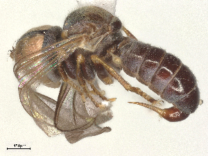  ( - BIOUG26748-G02)  @11 [ ] CreativeCommons - Attribution Share - Alike (2025) CBG Photography Group Centre for Biodiversity Genomics