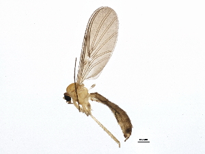  (Macrocera zetterstedti - BIOUG05292-A12)  @13 [ ] CreativeCommons - Attribution (2014) CBG Photography Group Centre for Biodiversity Genomics