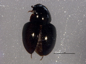  (Crenitis paradigma - BIOUG05910-A06)  @13 [ ] CreativeCommons - Attribution (2014) CBG Photography Group Centre for Biodiversity Genomics