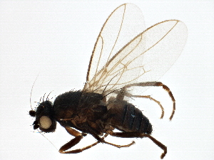  (Phthitia lineasterna - BIOUG06179-B02)  @14 [ ] CreativeCommons - Attribution (2014) CBG Photography Group Centre for Biodiversity Genomics