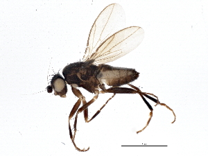  (Phthitia quadricercus - BIOUG06294-H03)  @15 [ ] CreativeCommons - Attribution (2014) CBG Photography Group Centre for Biodiversity Genomics