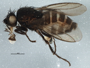  ( - BIOUG06421-E11)  @13 [ ] CreativeCommons - Attribution (2014) CBG Photography Group Centre for Biodiversity Genomics