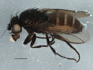  (Leptocera parafinalis - BIOUG06421-F07)  @14 [ ] CreativeCommons - Attribution (2014) CBG Photography Group Centre for Biodiversity Genomics