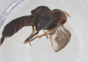  ( - BIOUG08030-D06)  @11 [ ] CreativeCommons - Attribution Share - Alike (2025) Centre for Biodiversity Genomics Centre for Biodiversity Genomics