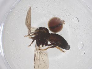  ( - BIOUG08085-D01)  @11 [ ] CreativeCommons - Attribution Share - Alike (2025) Centre for Biodiversity Genomics Centre for Biodiversity Genomics