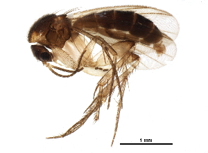  (Mycetophila pumila - BIOUG08089-F01)  @15 [ ] CreativeCommons - Attribution (2016) CBG Photography Group Centre for Biodiversity Genomics