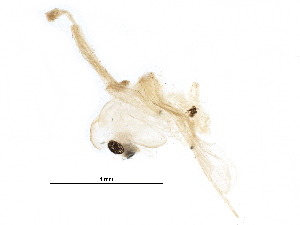  (Tanytarsus striatulus - BIOUG08119-C12)  @12 [ ] CreativeCommons - Attribution (2016) CBG Photography Group Centre for Biodiversity Genomics