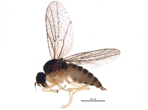  (Megagrapha platytarsis - BIOUG14845-C11)  @14 [ ] CreativeCommons - Attribution (2015) CBG Photography Group Centre for Biodiversity Genomics