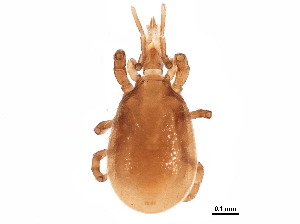  (Parholaspididae - BIOUG15208-E03)  @15 [ ] CreativeCommons - Attribution (2015) CBG Photography Group Centre for Biodiversity Genomics