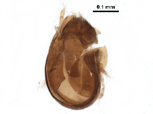  (Lepidozetes - BIOUG17141-G10)  @13 [ ] CreativeCommons - Attribution (2016) CBG Photography Group Centre for Biodiversity Genomics