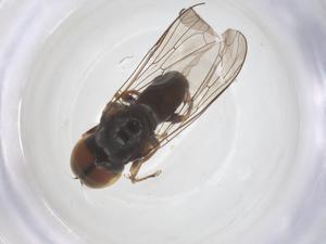  ( - BIOUG17656-C07)  @11 [ ] CreativeCommons - Attribution Share - Alike (2025) Centre for Biodiversity Genomics Centre for Biodiversity Genomics