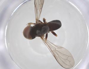  ( - BIOUG17657-A08)  @11 [ ] CreativeCommons - Attribution Share - Alike (2025) Centre for Biodiversity Genomics Centre for Biodiversity Genomics