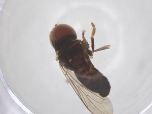  ( - BIOUG17661-B07)  @11 [ ] CreativeCommons - Attribution Share - Alike (2025) Centre for Biodiversity Genomics Centre for Biodiversity Genomics