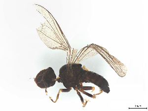  ( - BIOUG18930-C11)  @11 [ ] CreativeCommons - Attribution (2025) CBG Photography Group Centre for Biodiversity Genomics