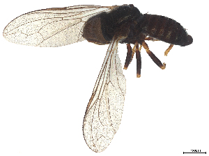  ( - BIOUG18930-C12)  @11 [ ] CreativeCommons - Attribution (2025) CBG Photography Group Centre for Biodiversity Genomics