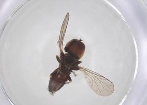  ( - BIOUG18936-C08)  @11 [ ] CreativeCommons - Attribution Share - Alike (2025) Centre for Biodiversity Genomics Centre for Biodiversity Genomics