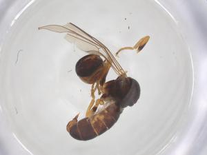  ( - BIOUG19500-D08)  @11 [ ] CreativeCommons - Attribution Share - Alike (2025) Centre for Biodiversity Genomics Centre for Biodiversity Genomics