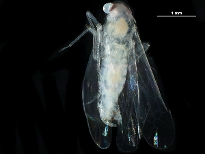  ( - BIOUG23301-G07)  @11 [ ] CreativeCommons - Attribution (2017) CBG Photography Group Centre for Biodiversity Genomics