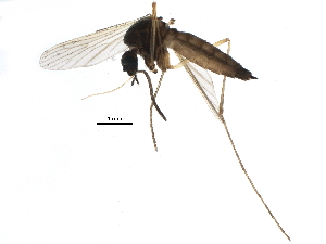  (Aedes cinereus - BIOUG23305-F12)  @15 [ ] CreativeCommons - Attribution (2015) CBG Photography Group Centre for Biodiversity Genomics