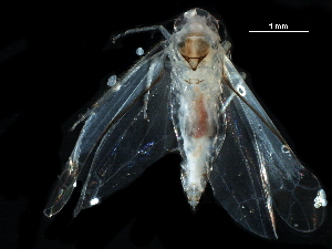  (Edwardsiana commissuralis - BIOUG23447-B06)  @11 [ ] CreativeCommons - Attribution (2017) CBG Photography Group Centre for Biodiversity Genomics