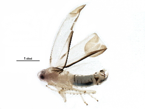  ( - BIOUG23453-E06)  @13 [ ] CreativeCommons - Attribution (2016) CBG Photography Group Centre for Biodiversity Genomics