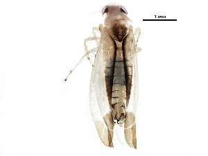  (Edwardsiana commissuralis - BIOUG23453-E07)  @14 [ ] CreativeCommons - Attribution (2016) CBG Photography Group Centre for Biodiversity Genomics