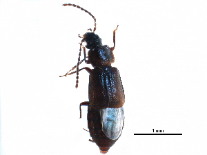  (Arpedium cribratum - BIOUG24071-B12)  @14 [ ] CreativeCommons - Attribution (2016) CBG Photography Group Centre for Biodiversity Genomics