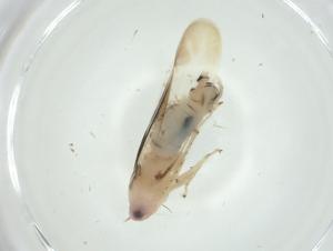  ( - CBG-A27782-F08)  @11 [ ] CreativeCommons - Attribution Share - Alike (2024) Centre for Biodiversity Genomics Centre for Biodiversity Genomics