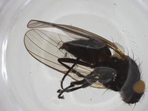  ( - CBG-A27783-B10)  @11 [ ] CreativeCommons - Attribution Share - Alike (2024) Centre for Biodiversity Genomics Centre for Biodiversity Genomics