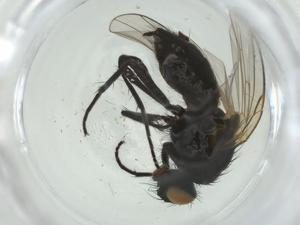  ( - CBG-A27785-B12)  @11 [ ] CreativeCommons - Attribution Share - Alike (2024) Centre for Biodiversity Genomics Centre for Biodiversity Genomics