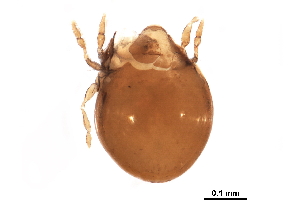  (Mochlozetidae - BIOUG24479-C04)  @13 [ ] CreativeCommons - Attribution (2016) CBG Photography Group Centre for Biodiversity Genomics