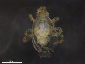  ( - BIOUG20091-F01)  @11 [ ] CreativeCommons - Attribution (2019) CBG Photography Group Centre for Biodiversity Genomics