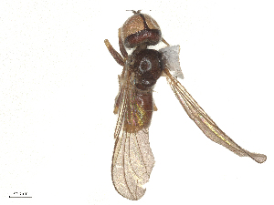  ( - BIOUG20559-H09)  @11 [ ] CreativeCommons - Attribution Share - Alike (2025) CBG Photography Group Centre for Biodiversity Genomics