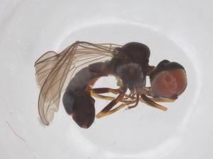  ( - BIOUG20560-D09)  @11 [ ] CreativeCommons - Attribution Share - Alike (2025) Centre for Biodiversity Genomics Centre for Biodiversity Genomics