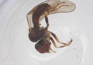  ( - BIOUG20560-H03)  @11 [ ] CreativeCommons - Attribution Share - Alike (2025) Centre for Biodiversity Genomics Centre for Biodiversity Genomics