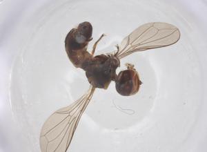  ( - BIOUG20561-B06)  @11 [ ] CreativeCommons - Attribution Share - Alike (2025) Centre for Biodiversity Genomics Centre for Biodiversity Genomics