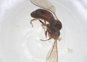  ( - BIOUG20561-E06)  @11 [ ] CreativeCommons - Attribution Share - Alike (2025) Centre for Biodiversity Genomics Centre for Biodiversity Genomics