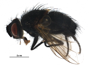  ( - BIOUG26719-H08)  @13 [ ] CreativeCommons - Attribution (2016) CBG Photography Group Centre for Biodiversity Genomics
