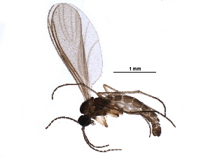  ( - BIOUG26803-A04)  @14 [ ] CreativeCommons - Attribution (2016) CBG Photography Group Centre for Biodiversity Genomics