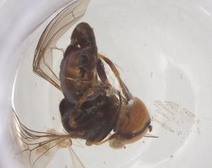  ( - BIOUG27359-F11)  @11 [ ] CreativeCommons - Attribution Share - Alike (2025) Centre for Biodiversity Genomics Centre for Biodiversity Genomics