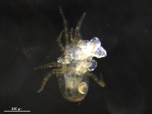  ( - BIOUG26598-F06)  @11 [ ] CreativeCommons - Attribution (2019) CBG Photography Group Centre for Biodiversity Genomics