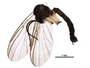  ( - BIOUG26623-C12)  @13 [ ] CreativeCommons - Attribution (2016) CBG Photography Group Centre for Biodiversity Genomics