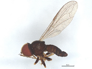  ( - BIOUG26782-C02)  @11 [ ] CreativeCommons - Attribution (2025) CBG Photography Group Centre for Biodiversity Genomics