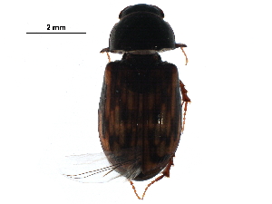  (Agoliinus albertanus - BIOUG27159-D03)  @14 [ ] CreativeCommons - Attribution (2016) CBG Photography Group Centre for Biodiversity Genomics