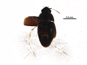  ( - BIOUG27502-C12)  @12 [ ] CreativeCommons - Attribution (2017) CBG Photography Group Centre for Biodiversity Genomics