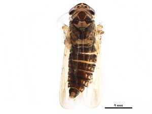  ( - BIOUG27582-D11)  @11 [ ] CreativeCommons - Attribution (2017) CBG Photography Group Centre for Biodiversity Genomics