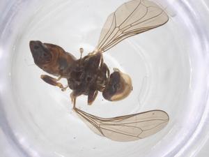  ( - BIOUG27591-B03)  @11 [ ] CreativeCommons - Attribution Share - Alike (2025) Centre for Biodiversity Genomics Centre for Biodiversity Genomics