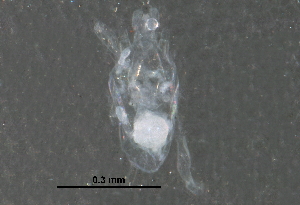  (Cocceupodes - BIOUG27604-C01)  @12 [ ] CreativeCommons - Attribution (2016) CBG Photography Group Centre for Biodiversity Genomics