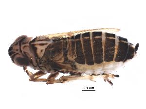  (Nothodelphax gillettei - BIOUG24641-E06)  @14 [ ] CreativeCommons - Attribution (2015) CBG Photography Group Centre for Biodiversity Genomics