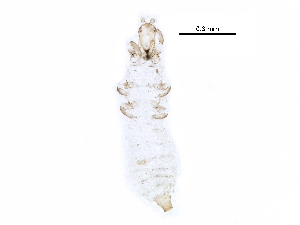  ( - BIOUG25379-G05)  @12 [ ] CreativeCommons - Attribution (2016) CBG Photography Group Centre for Biodiversity Genomics